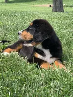Pluto, a male Bernese Mountain Dog for sale in Sugarcreek, OH – 2 of 10