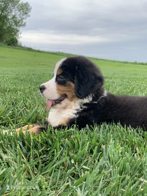 Comanche – Bernese Mountain Dog puppy for sale in Sugarcreek, OH