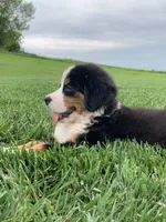 Comanche, a male Bernese Mountain Dog for sale in Sugarcreek, OH – 1 of 10