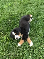 BoBo, a male Bernese Mountain Dog for sale in Sugarcreek, OH – 9 of 10