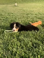 North, a male Bernese Mountain Dog for sale in Sugarcreek, OH – 2 of 10