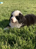 Rambo, a male Bernese Mountain Dog for sale in Sugarcreek, OH – 10 of 10
