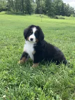 Teddy, a female Bernese Mountain Dog for sale in Sugarcreek, OH – 6 of 10