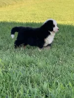 Rambo, a male Bernese Mountain Dog for sale in Sugarcreek, OH – 2 of 10