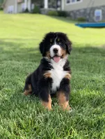 Snoopy, a male Bernese Mountain Dog for sale in Sugarcreek, OH – 7 of 10