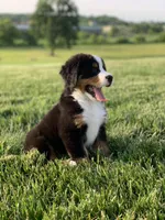 North, a male Bernese Mountain Dog for sale in Sugarcreek, OH – 3 of 10
