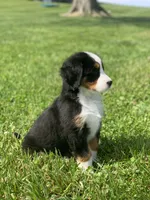 JJ, a male Bernese Mountain Dog for sale in Sugarcreek, OH – 3 of 10