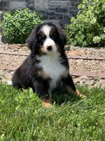 Teddy, a female Bernese Mountain Dog for sale in Sugarcreek, OH – 10 of 10