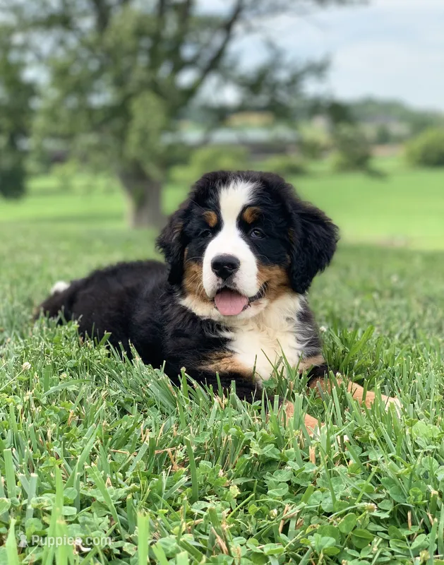 Willow – Bernese Mountain Dog puppy for sale in Sugarcreek, OH
