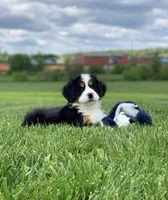 Elvis, a male Bernese Mountain Dog for sale in Sugarcreek, OH – 4 of 10