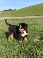 Pluto, a male Bernese Mountain Dog for sale in Sugarcreek, OH – 5 of 10