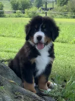 Snoopy, a male Bernese Mountain Dog for sale in Sugarcreek, OH – 3 of 10