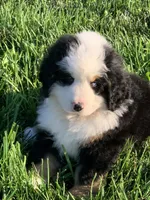 Rambo, a male Bernese Mountain Dog for sale in Sugarcreek, OH – 6 of 10