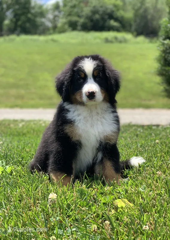Teddy – Bernese Mountain Dog puppy for sale in Sugarcreek, OH