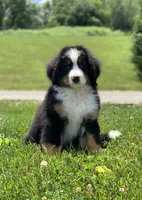 Teddy, a female Bernese Mountain Dog for sale in Sugarcreek, OH – 1 of 10