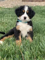 Elvis, a male Bernese Mountain Dog for sale in Sugarcreek, OH – 7 of 10