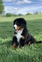 Snoopy, a male Bernese Mountain Dog for sale in Sugarcreek, OH – 5 of 10