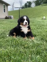 Willow, a female Bernese Mountain Dog for sale in Sugarcreek, OH – 5 of 10