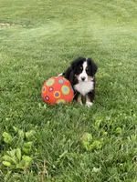 Arctic , a male Bernese Mountain Dog for sale in Sugarcreek, OH – 7 of 10