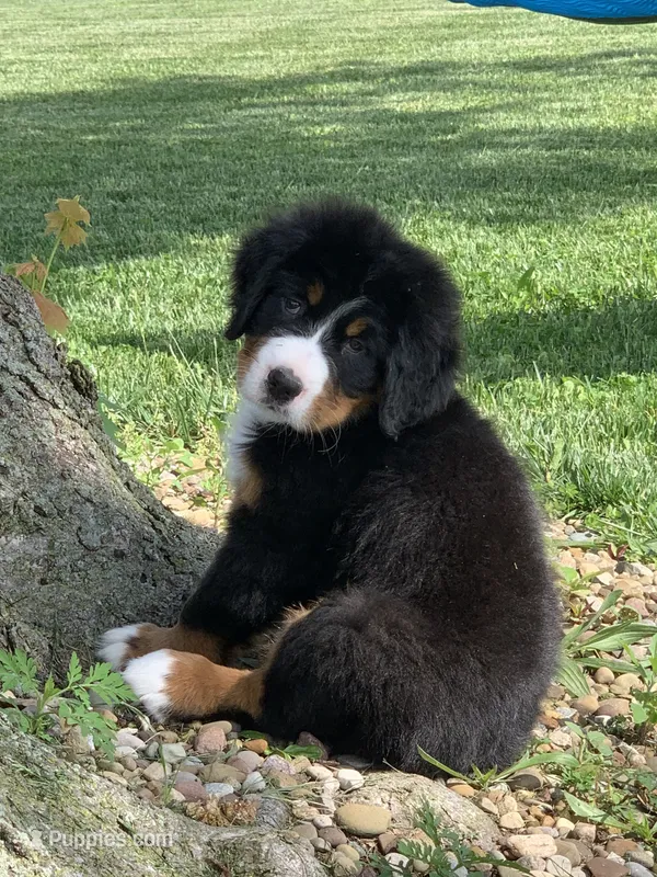 Snoopy – Bernese Mountain Dog puppy for sale in Sugarcreek, OH