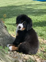 Snoopy, a male Bernese Mountain Dog for sale in Sugarcreek, OH – 1 of 10