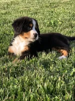 North, a male Bernese Mountain Dog for sale in Sugarcreek, OH – 9 of 10