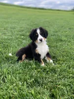 Arctic , a male Bernese Mountain Dog for sale in Sugarcreek, OH – 5 of 10