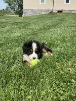Elvis, a male Bernese Mountain Dog for sale in Sugarcreek, OH – 10 of 10