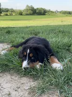 Pluto, a male Bernese Mountain Dog for sale in Sugarcreek, OH – 8 of 10