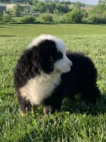 Rambo, a male Bernese Mountain Dog for sale in Sugarcreek, OH – 7 of 10