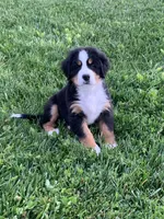 BoBo, a male Bernese Mountain Dog for sale in Sugarcreek, OH – 2 of 10