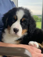Willow, a female Bernese Mountain Dog for sale in Sugarcreek, OH – 10 of 10