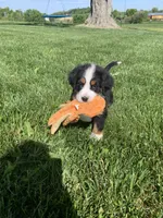 JJ, a male Bernese Mountain Dog for sale in Sugarcreek, OH – 10 of 10