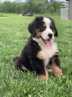 Comanche, a male Bernese Mountain Dog for sale in Sugarcreek, OH – 8 of 10