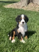 JJ, a male Bernese Mountain Dog for sale in Sugarcreek, OH – 8 of 10