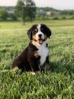 North, a male Bernese Mountain Dog for sale in Sugarcreek, OH – 4 of 10