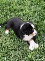 Arctic , a male Bernese Mountain Dog for sale in Sugarcreek, OH – 6 of 10