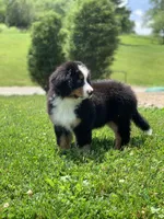 Teddy, a female Bernese Mountain Dog for sale in Sugarcreek, OH – 5 of 10