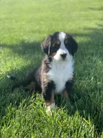 JJ, a male Bernese Mountain Dog for sale in Sugarcreek, OH – 7 of 10