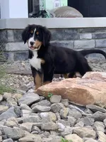 Pluto, a male Bernese Mountain Dog for sale in Sugarcreek, OH – 4 of 10