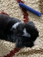 Comanche, a male Bernese Mountain Dog for sale in Sugarcreek, OH – Photo 9 of 10