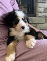 Comanche, a male Bernese Mountain Dog for sale in Sugarcreek, OH – Photo 6 of 10