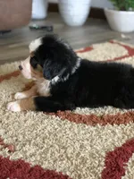 Comanche, a male Bernese Mountain Dog for sale in Sugarcreek, OH – Photo 3 of 10
