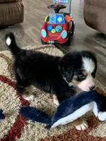 Comanche, a male Bernese Mountain Dog for sale in Sugarcreek, OH – Photo 7 of 10
