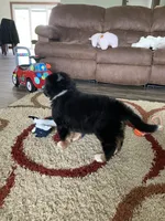 Comanche, a male Bernese Mountain Dog for sale in Sugarcreek, OH – Photo 10 of 10