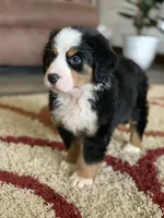 Comanche, a male Bernese Mountain Dog for sale in Sugarcreek, OH – Photo 2 of 10