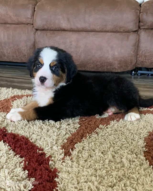 Comanche – Bernese Mountain Dog puppy for sale in Sugarcreek, OH