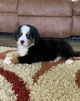 Comanche, a male Bernese Mountain Dog for sale in Sugarcreek, OH – Photo 1 of 10