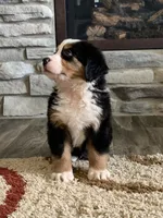 Comanche, a male Bernese Mountain Dog for sale in Sugarcreek, OH – Photo 8 of 10