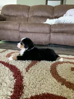 Comanche, a male Bernese Mountain Dog for sale in Sugarcreek, OH – Photo 4 of 10